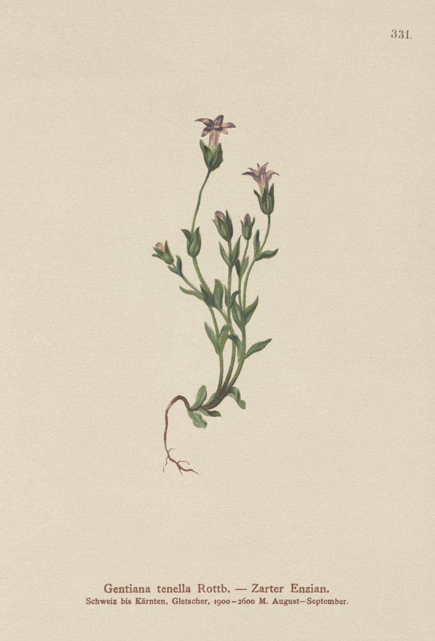 Genziana nana danese (Gentiana tenella, Gentianella tenella, Comastoma tenellum) da German School