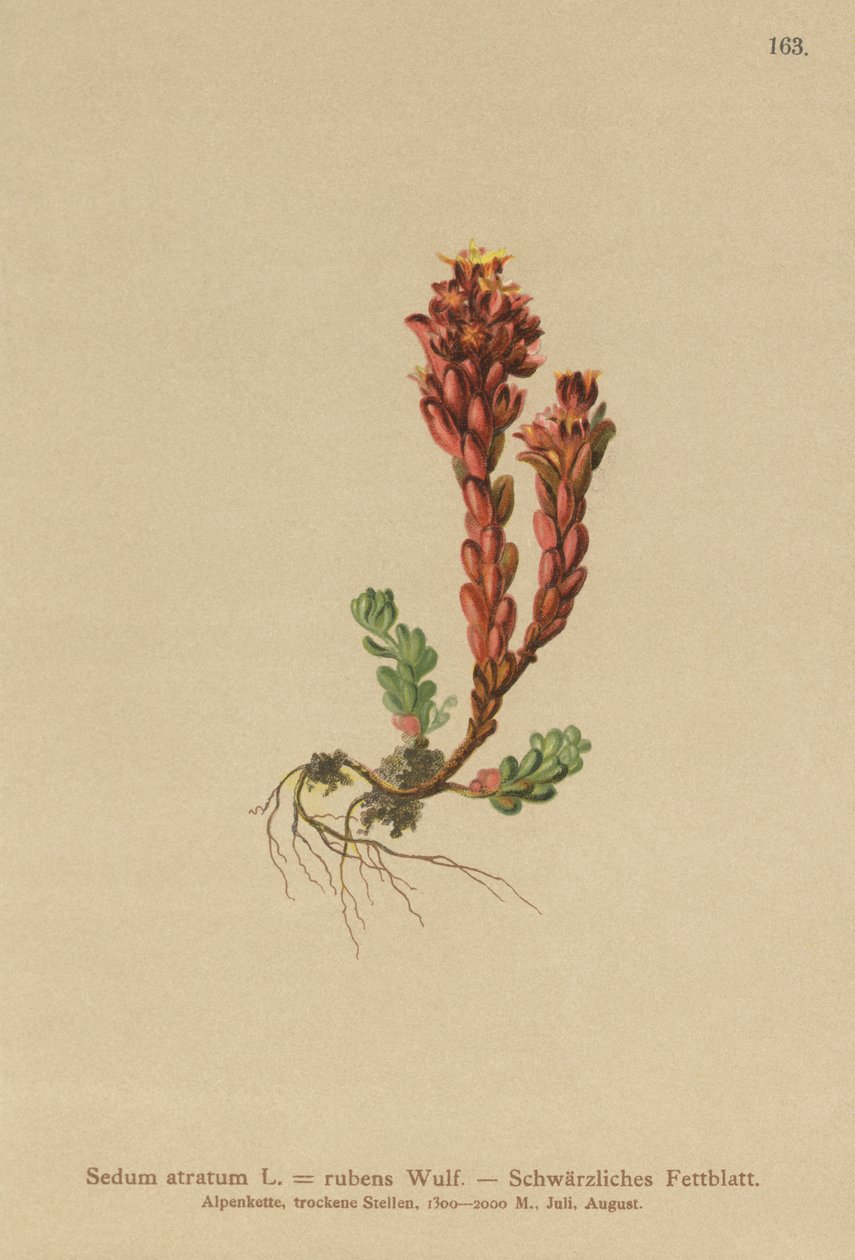 Borracina scura (Sedum atratum, Sedum rubens) da German School