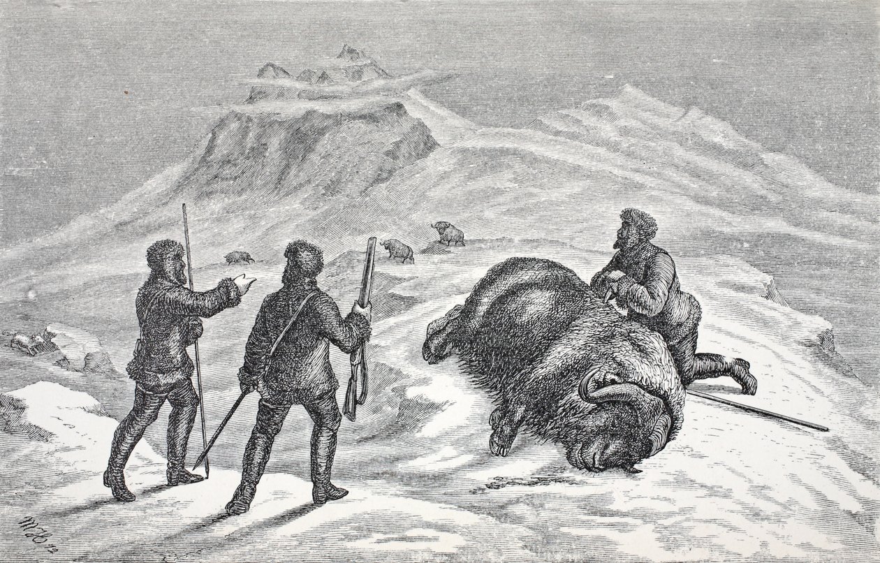 Morte del bue muschiato, pub. Londra 1874 da German School