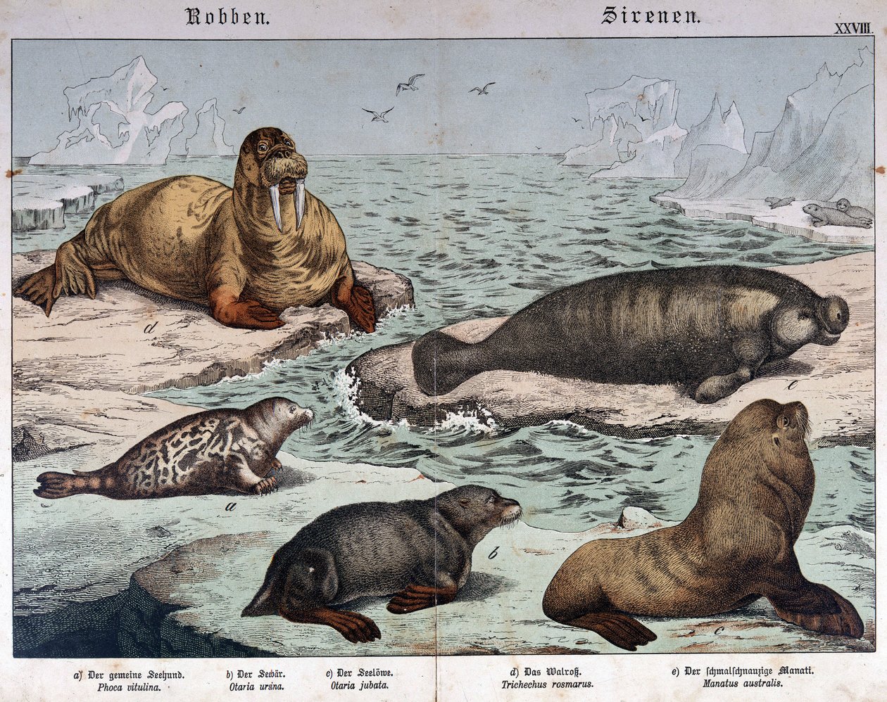 Diversi tipi di foche (foca marmorizzata a sinistra), tricheco (in alto a sinistra) e leoni marini - in "Storia naturale dei mammiferi", ed. Schreiber, Monaco da German School