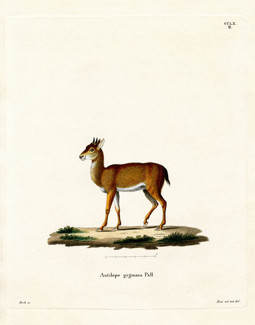 Dik-dik da German School