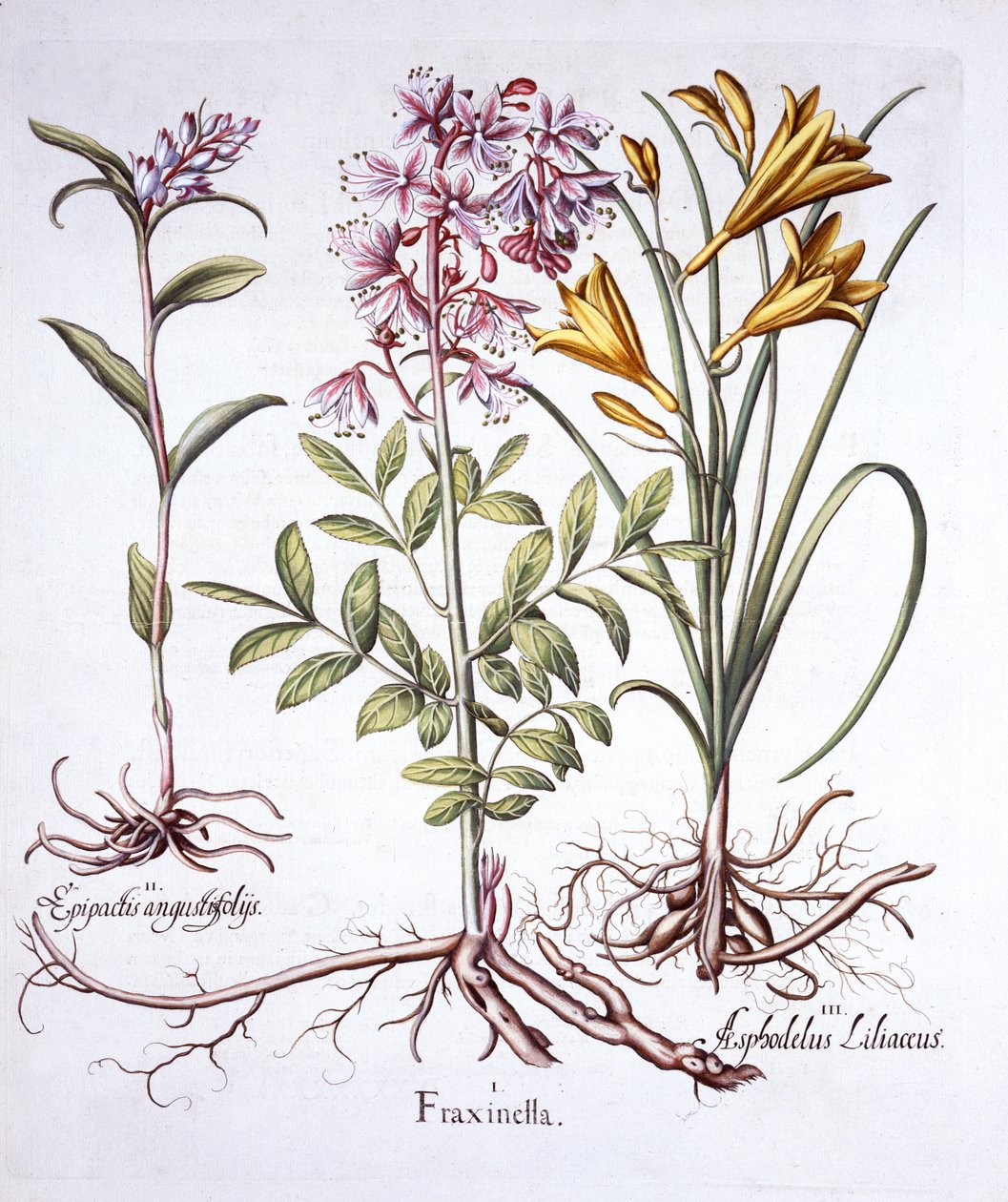 Dittamo, elleborina bianca e giglio giallo, da Hortus Eystettensis, di Basil Besler, pub. 1613 da German School