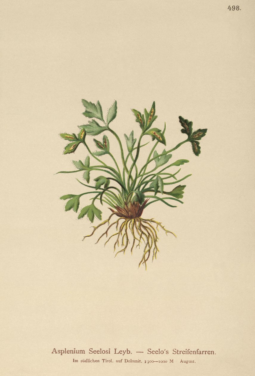Asplenium Seelosii da German School