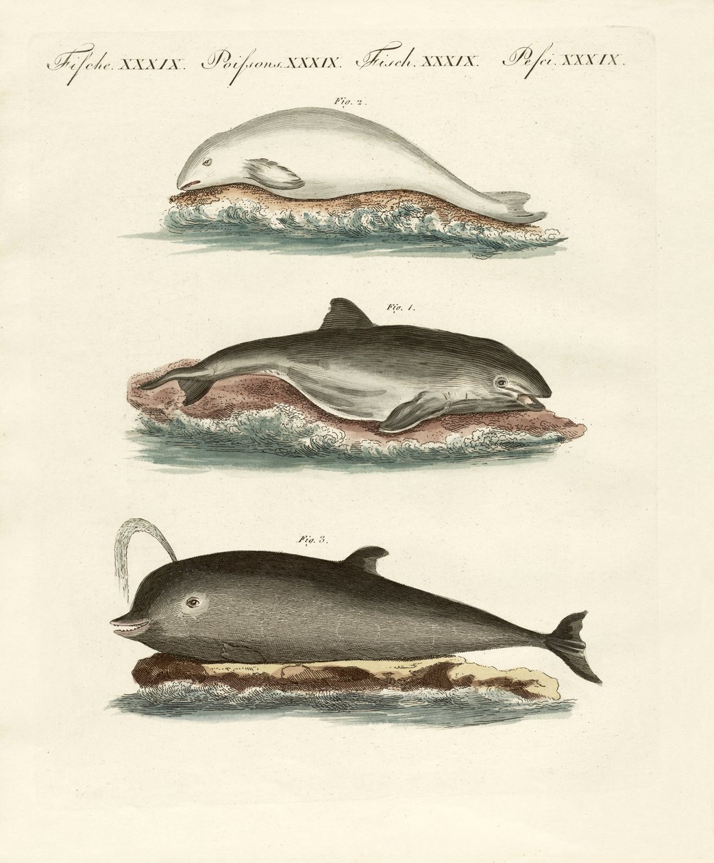 Delfini da German School