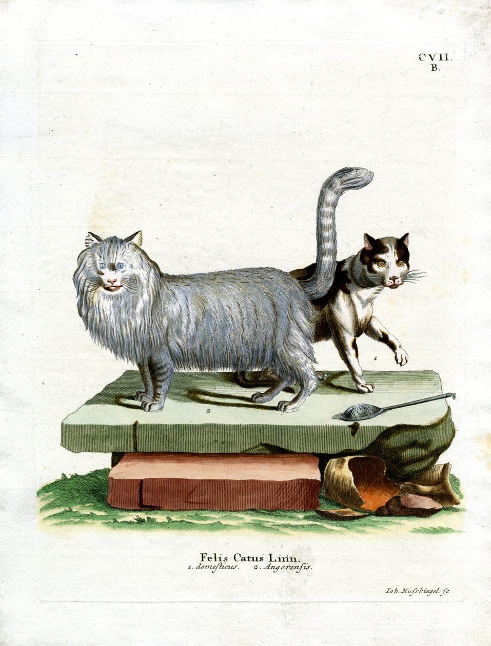 Gatto domestico da German School