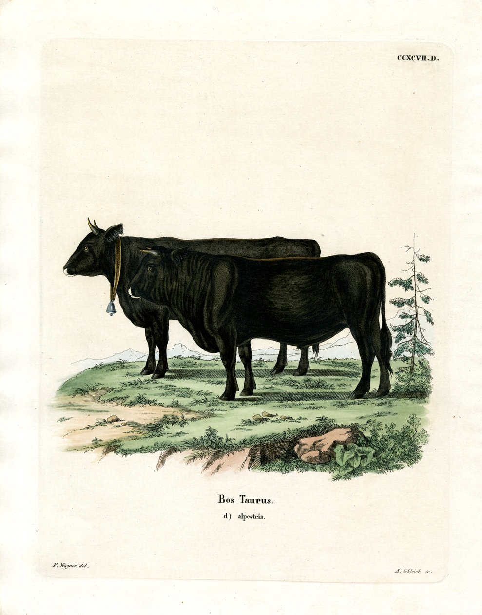 Bovino domestico da German School