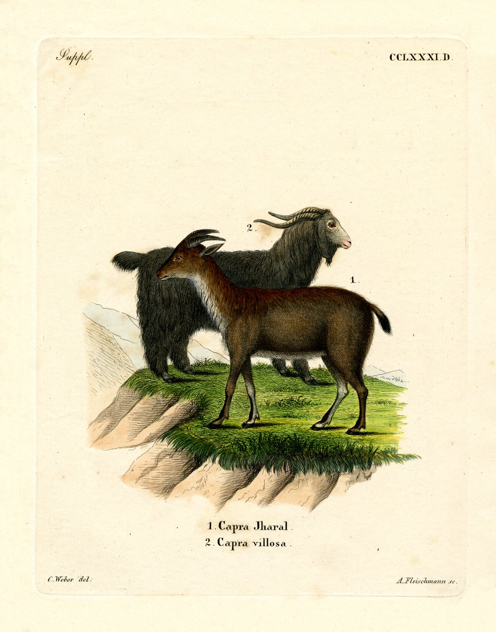 Capra domestica da German School