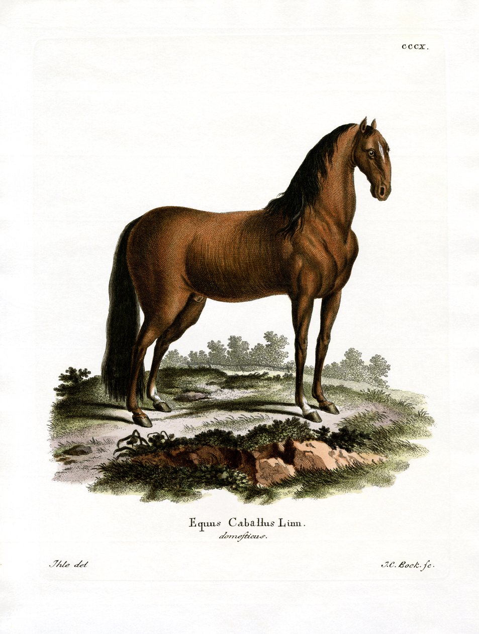 Cavallo domestico da German School