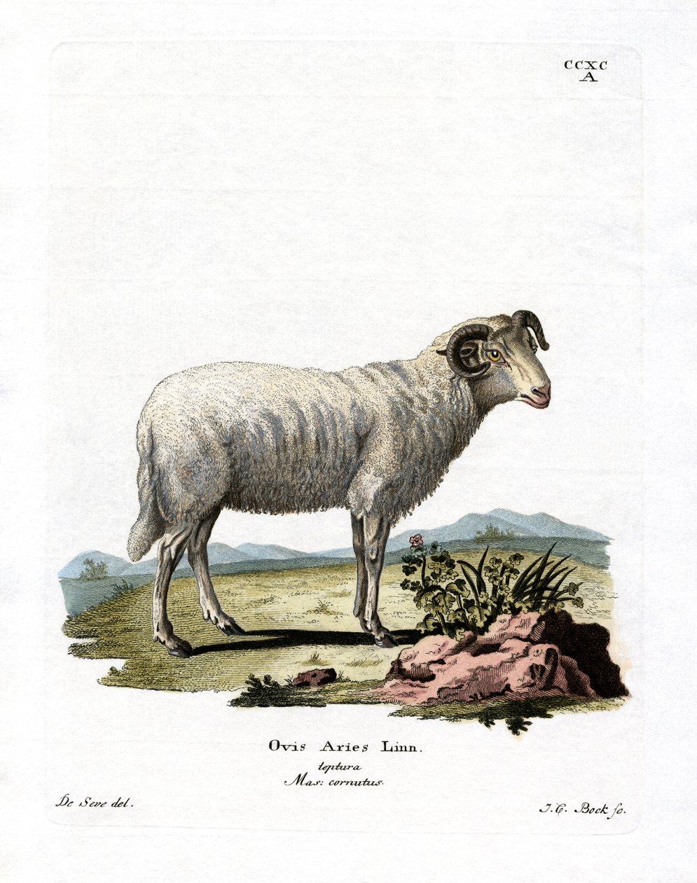 Pecora domestica da German School