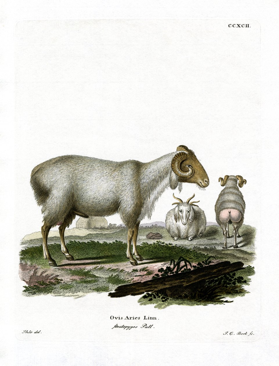 Pecora domestica da German School