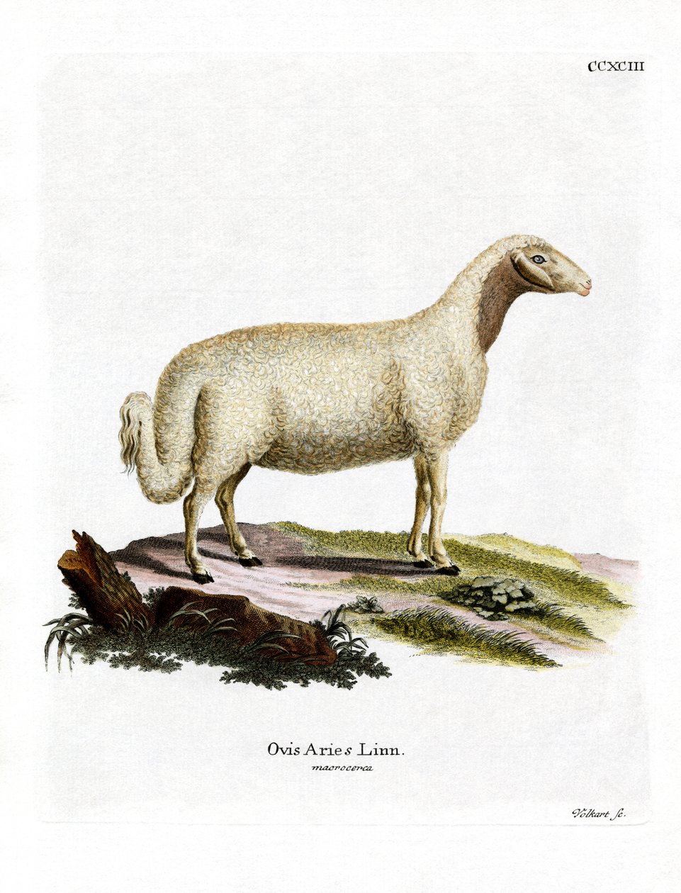 Pecora domestica da German School