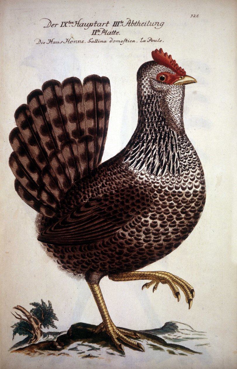 Gallina domestica - trattato tedesco del XVIII secolo da German School