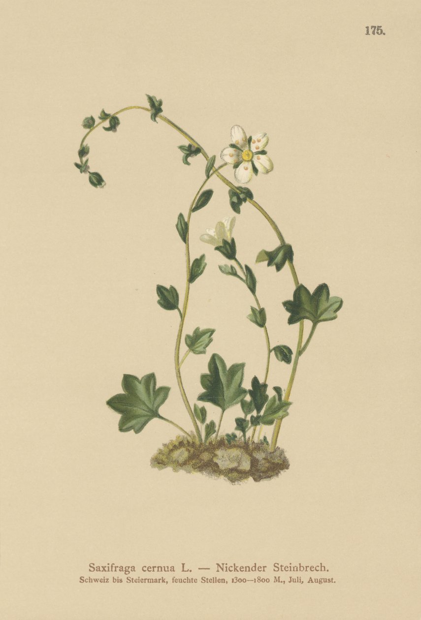 Sassifraga pendula (Saxifraga cernua) da German School