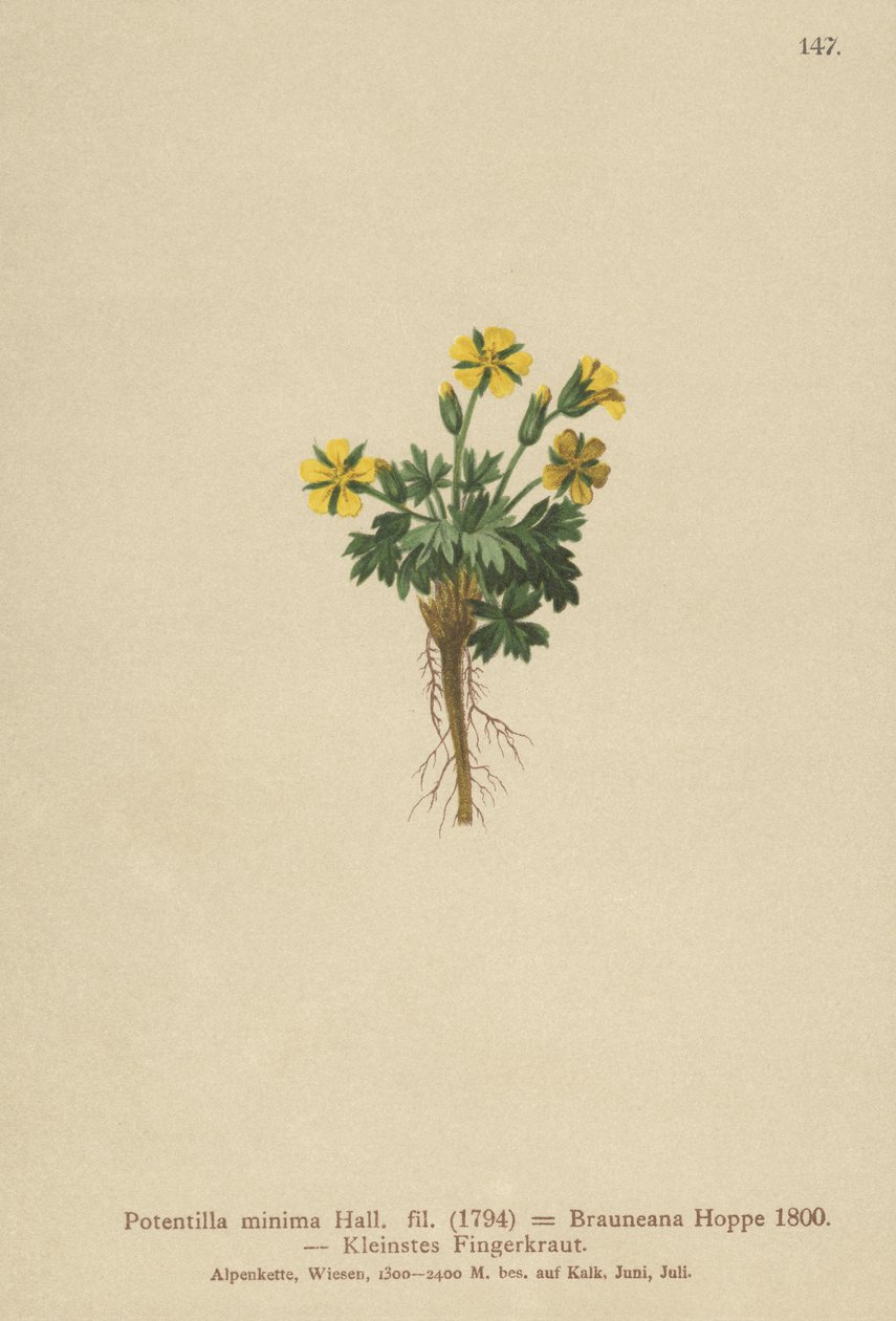 Cinquefoil nano (Potentilla minima, Potentilla brauneana, Potentilla dubia) da German School