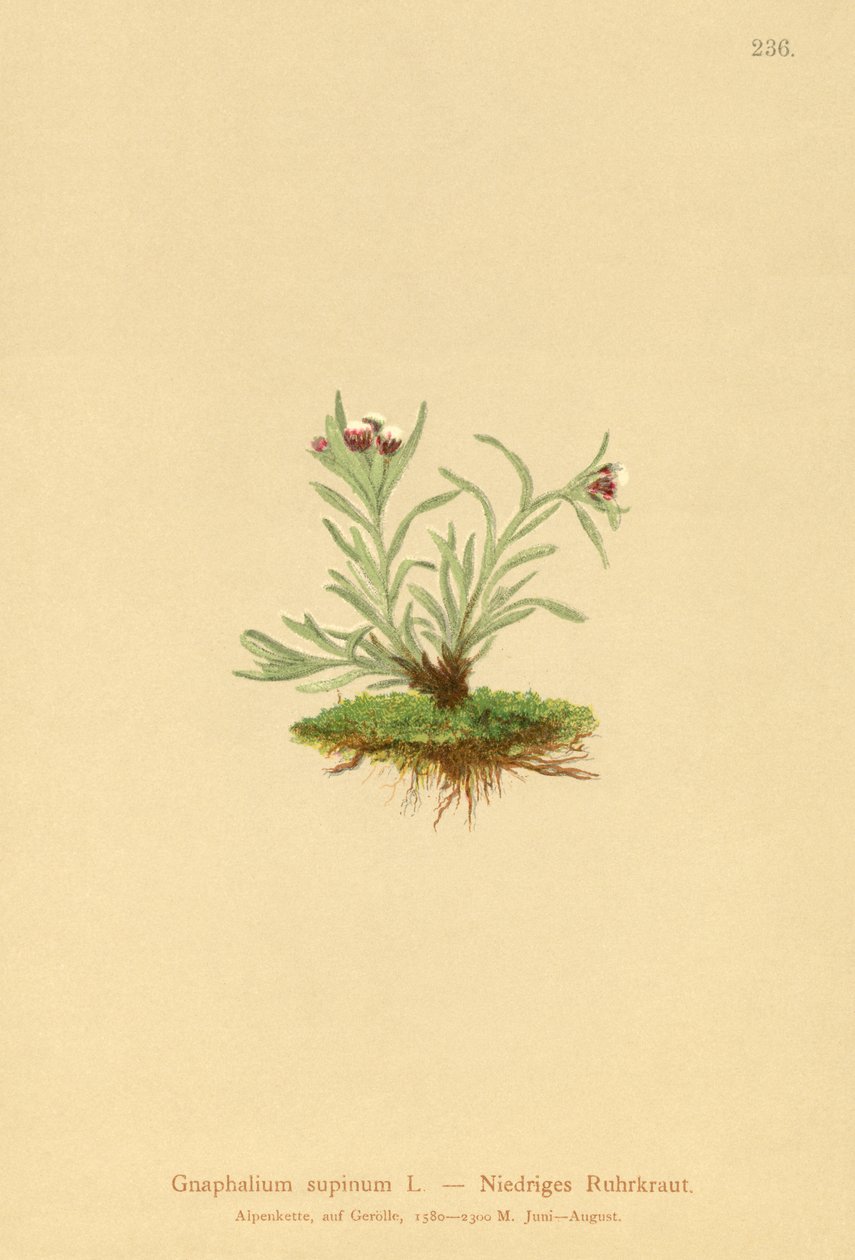 Gnaphalium nano da German School
