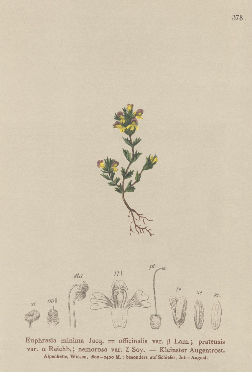 Eufrasia nana (Euphrasia minima, Euphrasia officinalis, Euphrasia pratensis var. nemorosa) da German School
