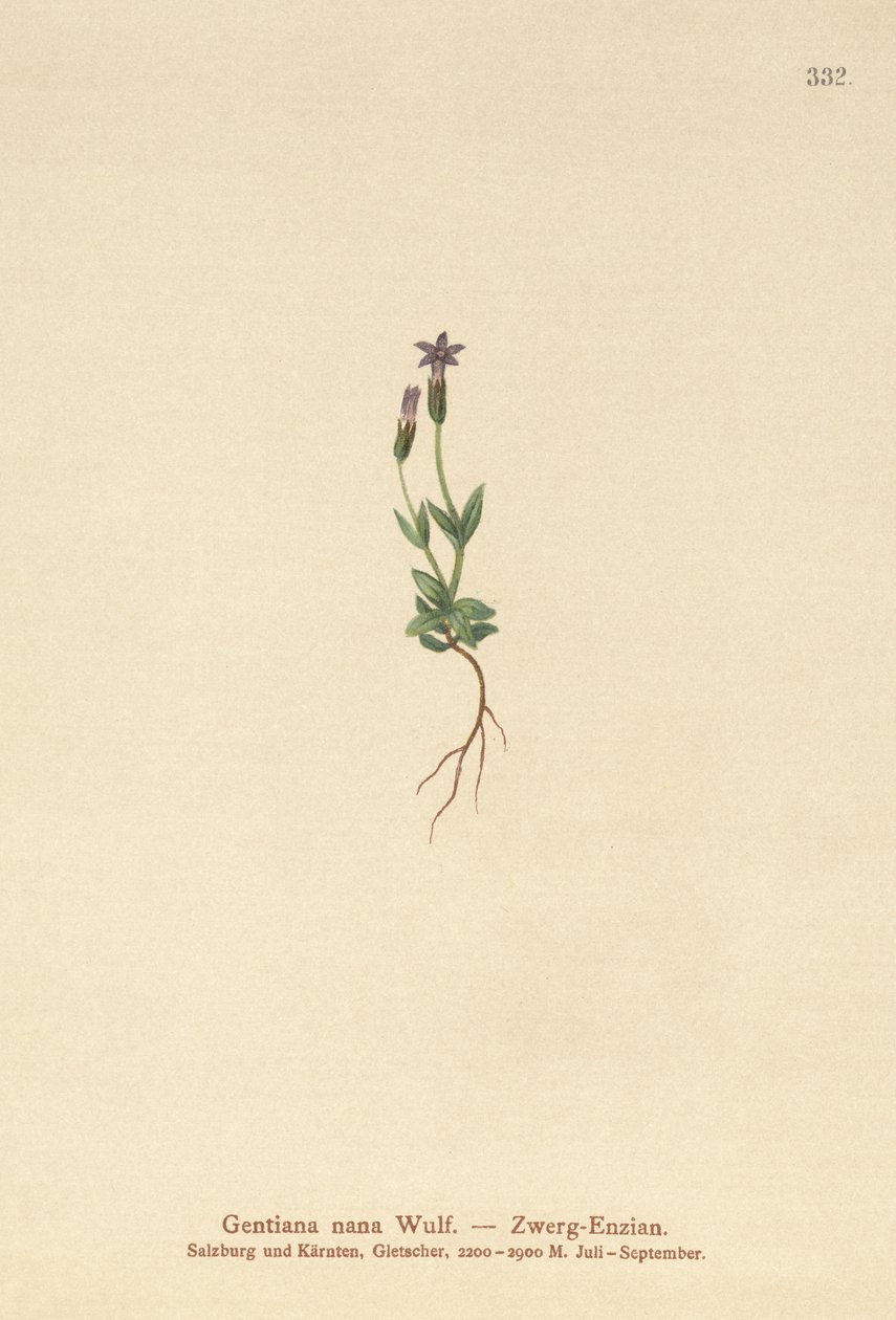 Genziana nana (Gentiana nana, Gentianella nana) da German School