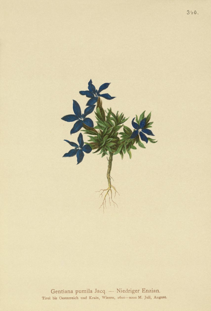 Genziana pumila (Gentiana pumila) da German School