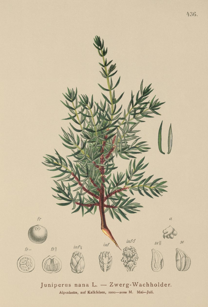 Juniperus nana, Juniperus communis subsp. nana, Juniperus communis var. saxatilis da German School