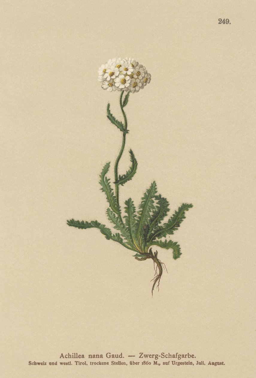 Milfoil nano da German School