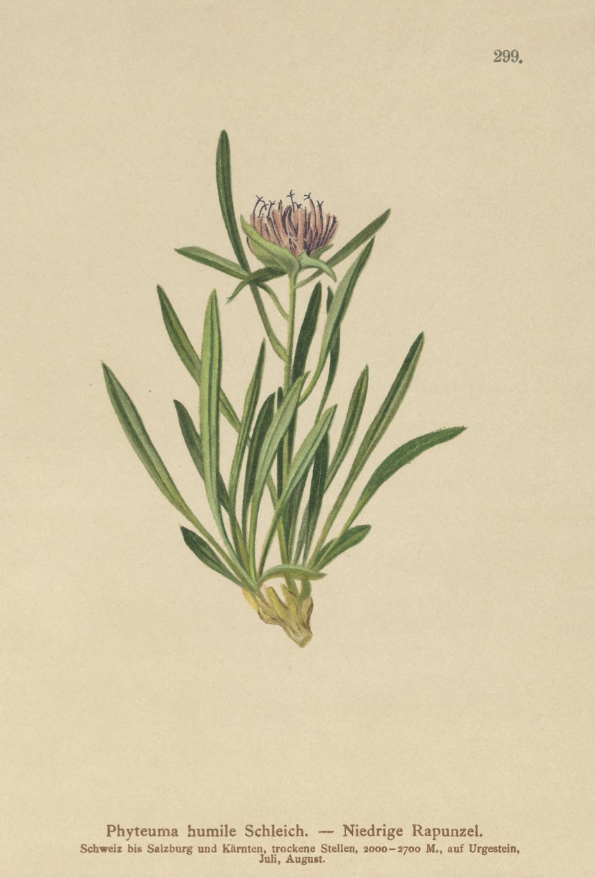 Raponzolo nano (Phyteuma humile) da German School