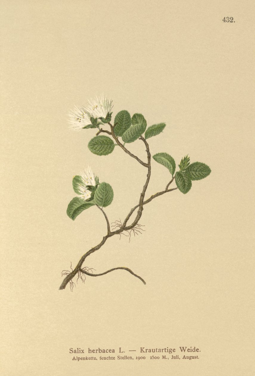 Salix herbacea da German School