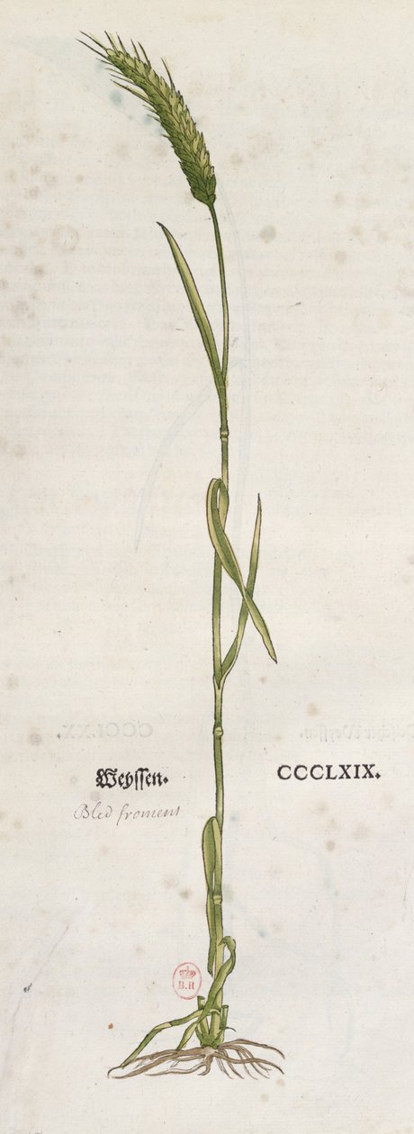 Spiga di grano, dall