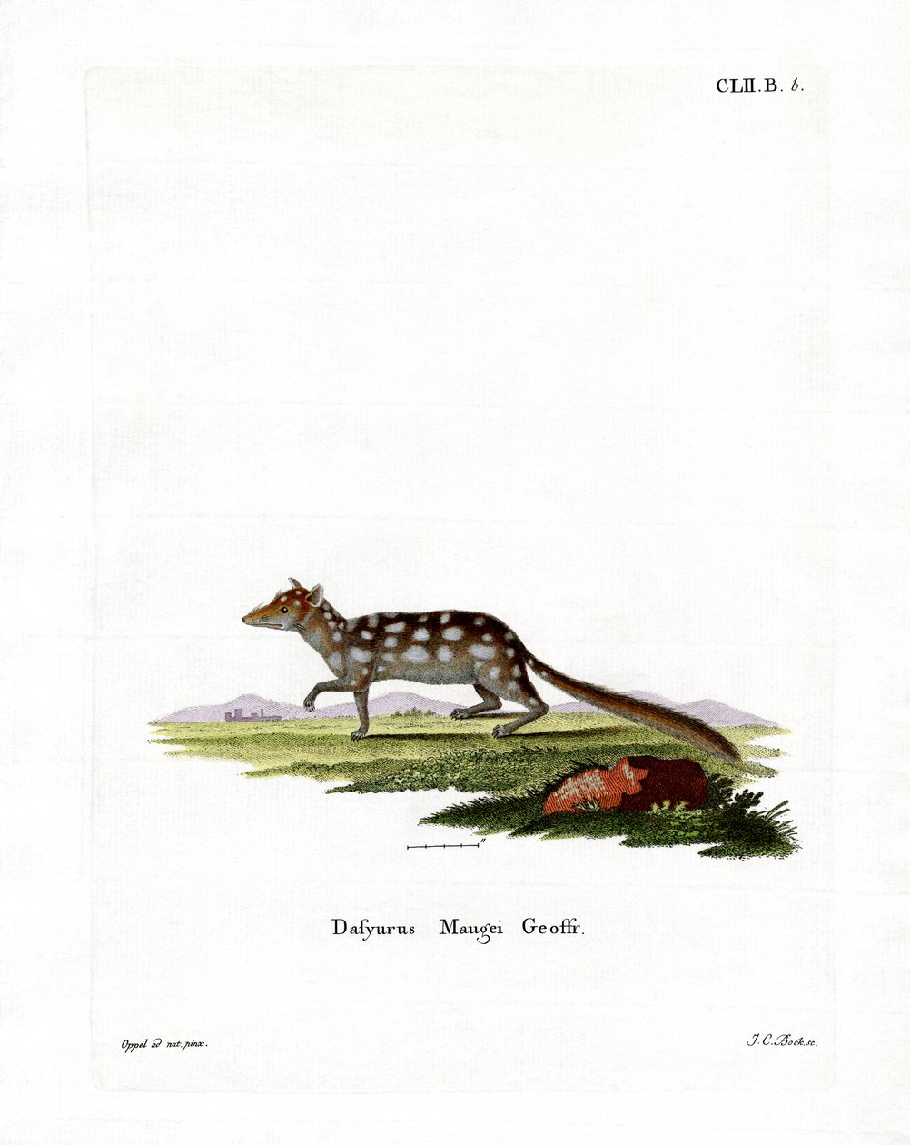 Quoll Orientale da German School