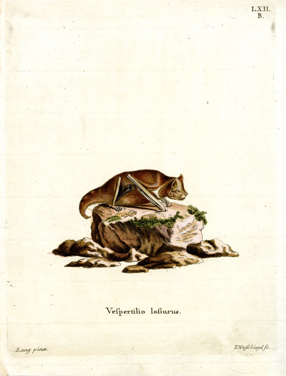 Pipistrello rosso orientale da German School