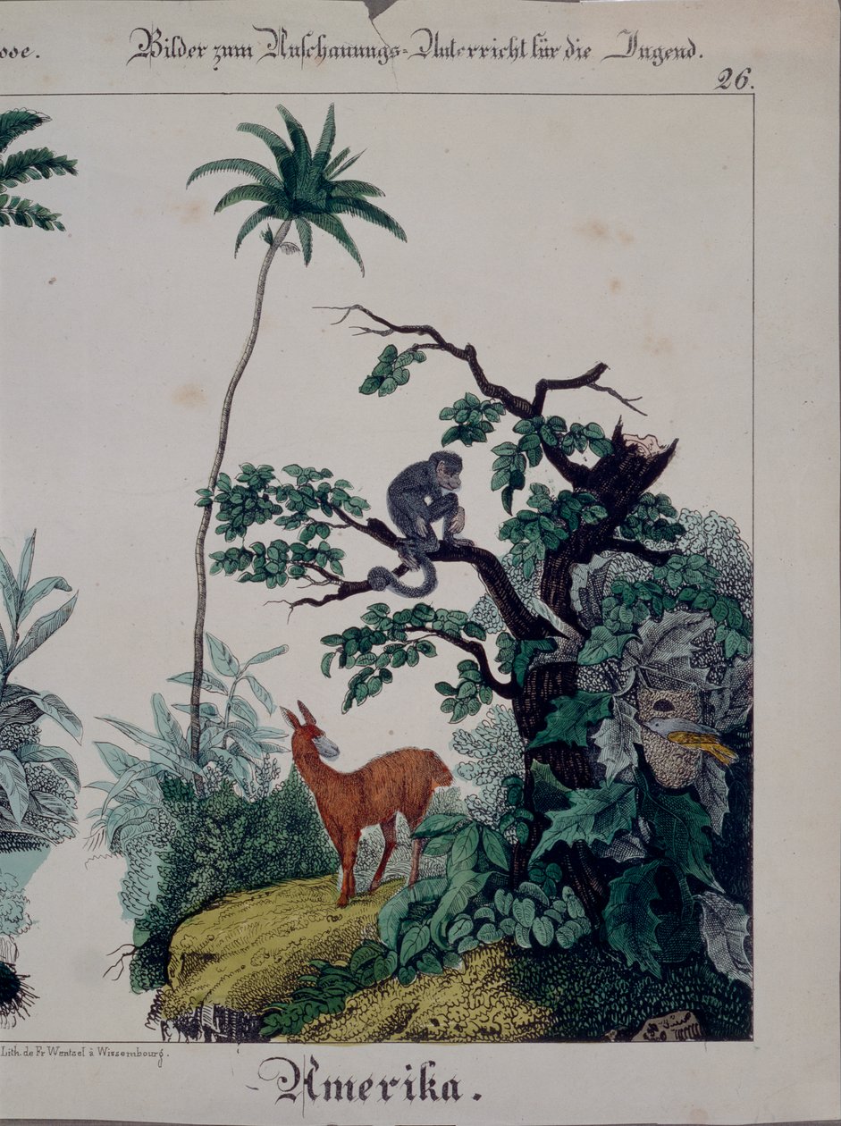 Poster educativo con flora e fauna del Sud America, lato destro, 1840 da German School