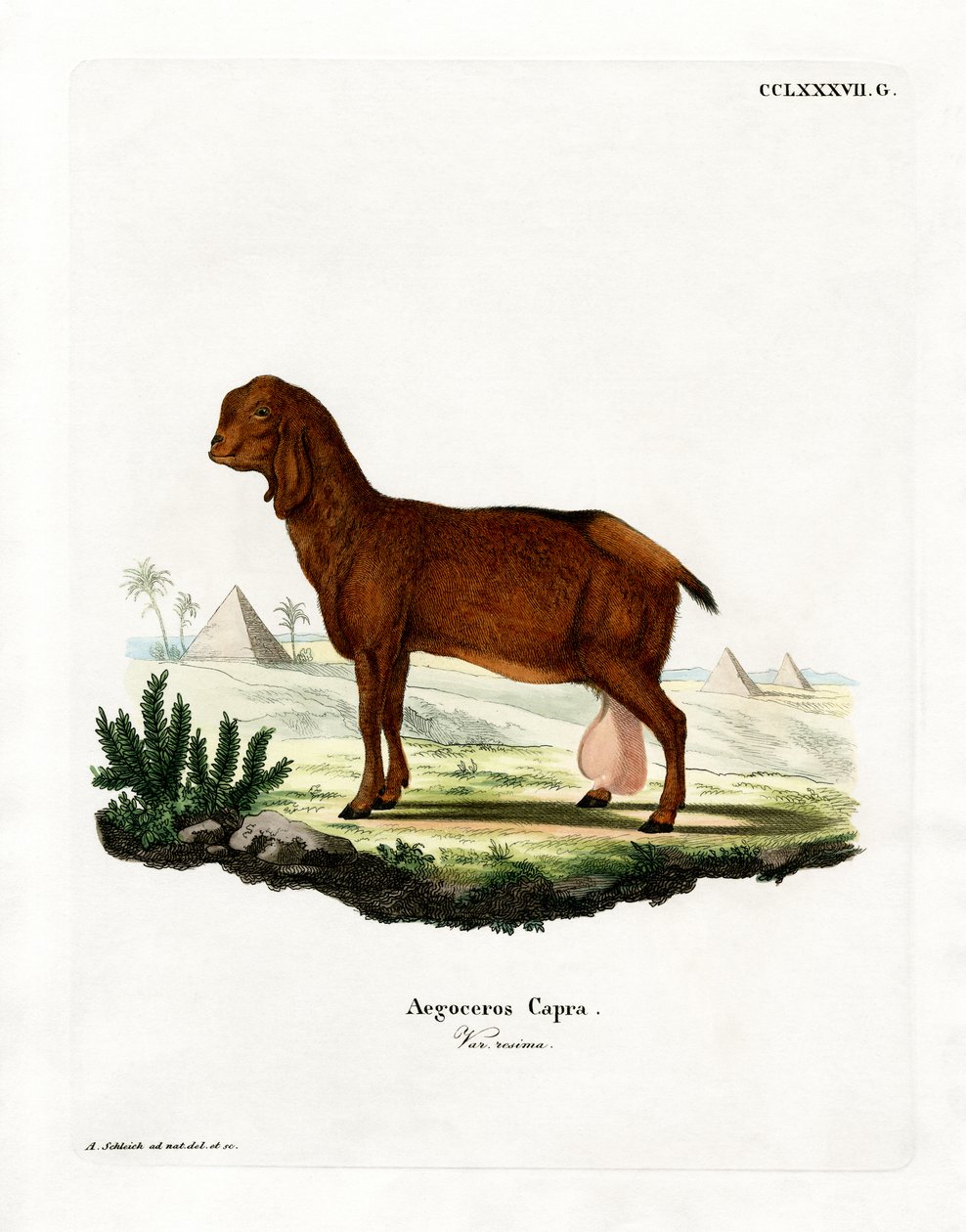 Capra egiziana da German School
