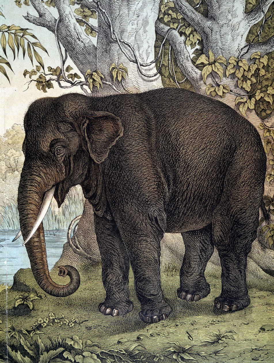 Elefante - in “Storia naturale dei mammiferi”, ed. Schreiber, Monaco da German School