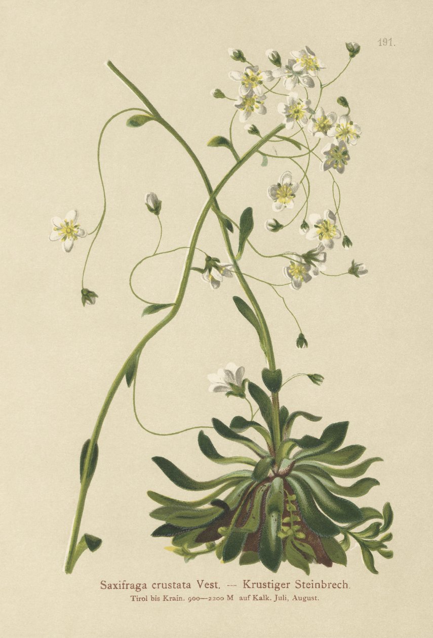 Sassifraga incrostata (Saxifraga crustata) da German School