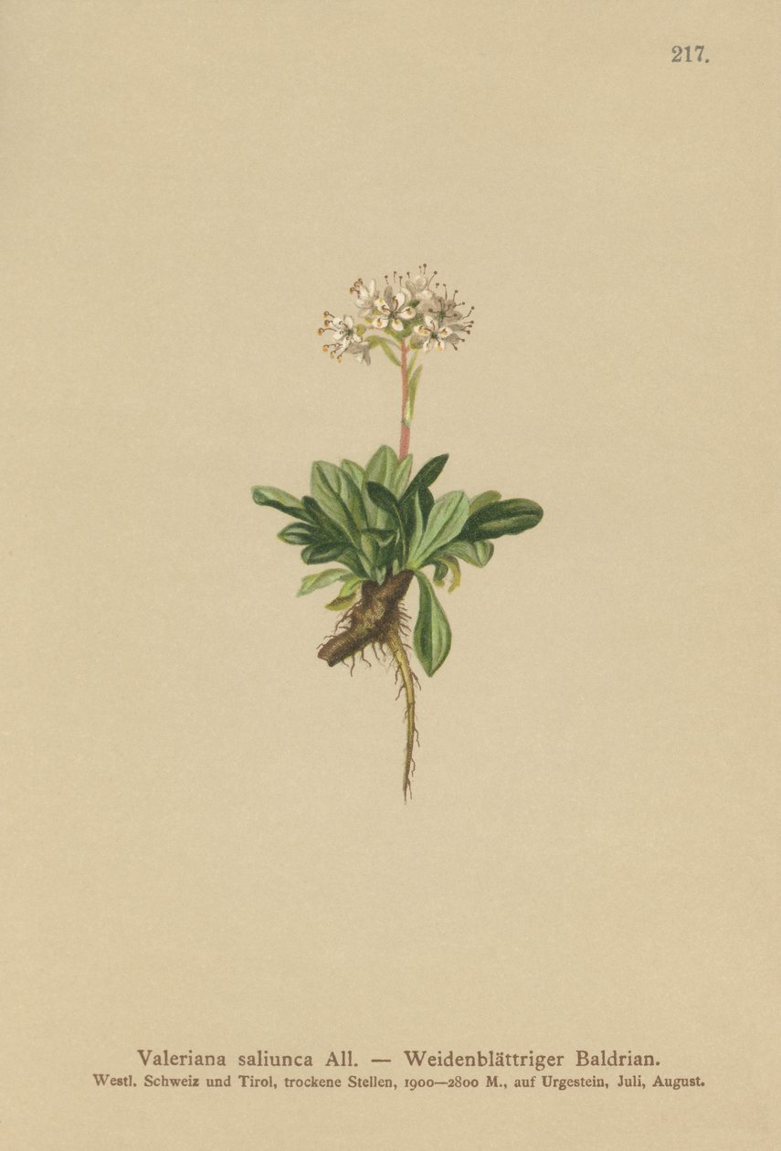 Valeriana a foglie intere da German School