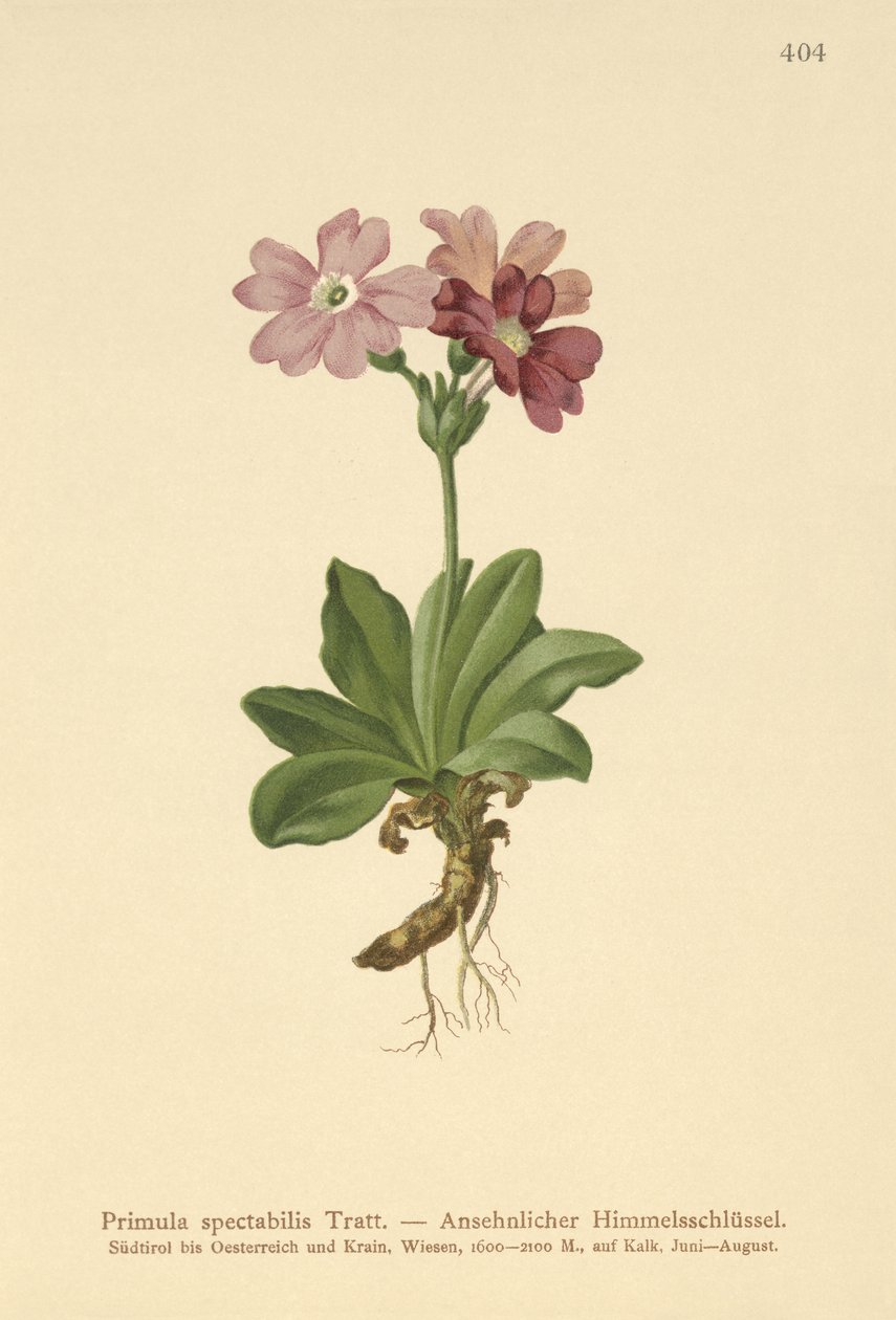 Primula alpina europea (Primula spectabilis, Auriculastrum primula) da German School