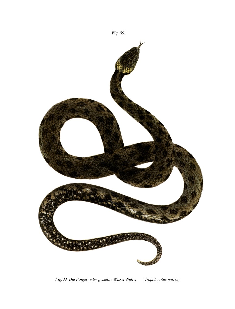 Serpente d