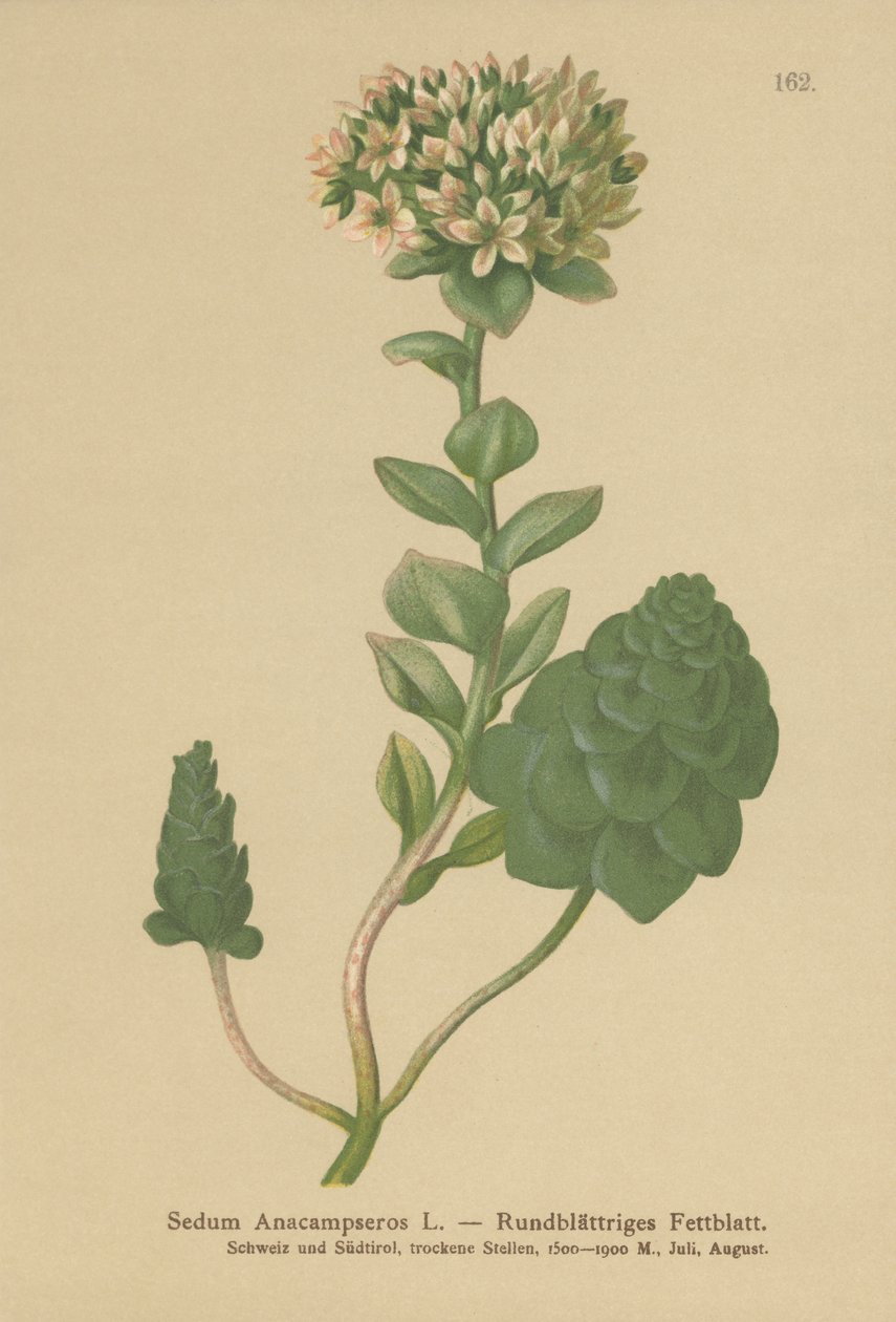 Orpine sempreverde (Sedum Anacampseros, Hylotelephium anacampseros) da German School
