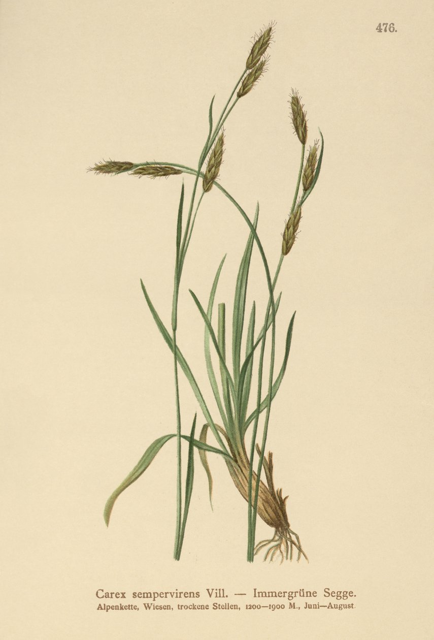 Carex sempervirens da German School