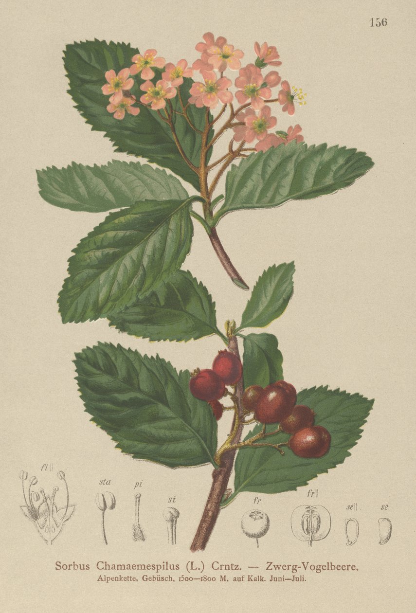 Sorbo falso nespolo (Sorbus chamaemespilus) da German School
