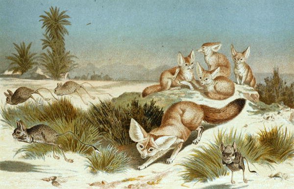 Fennec, tavola da "Brehms Tierleben: Allgemeine Kunde des Tierreichs", vol.2, p.202, pubblicato da Bibliographisches Institut da German School