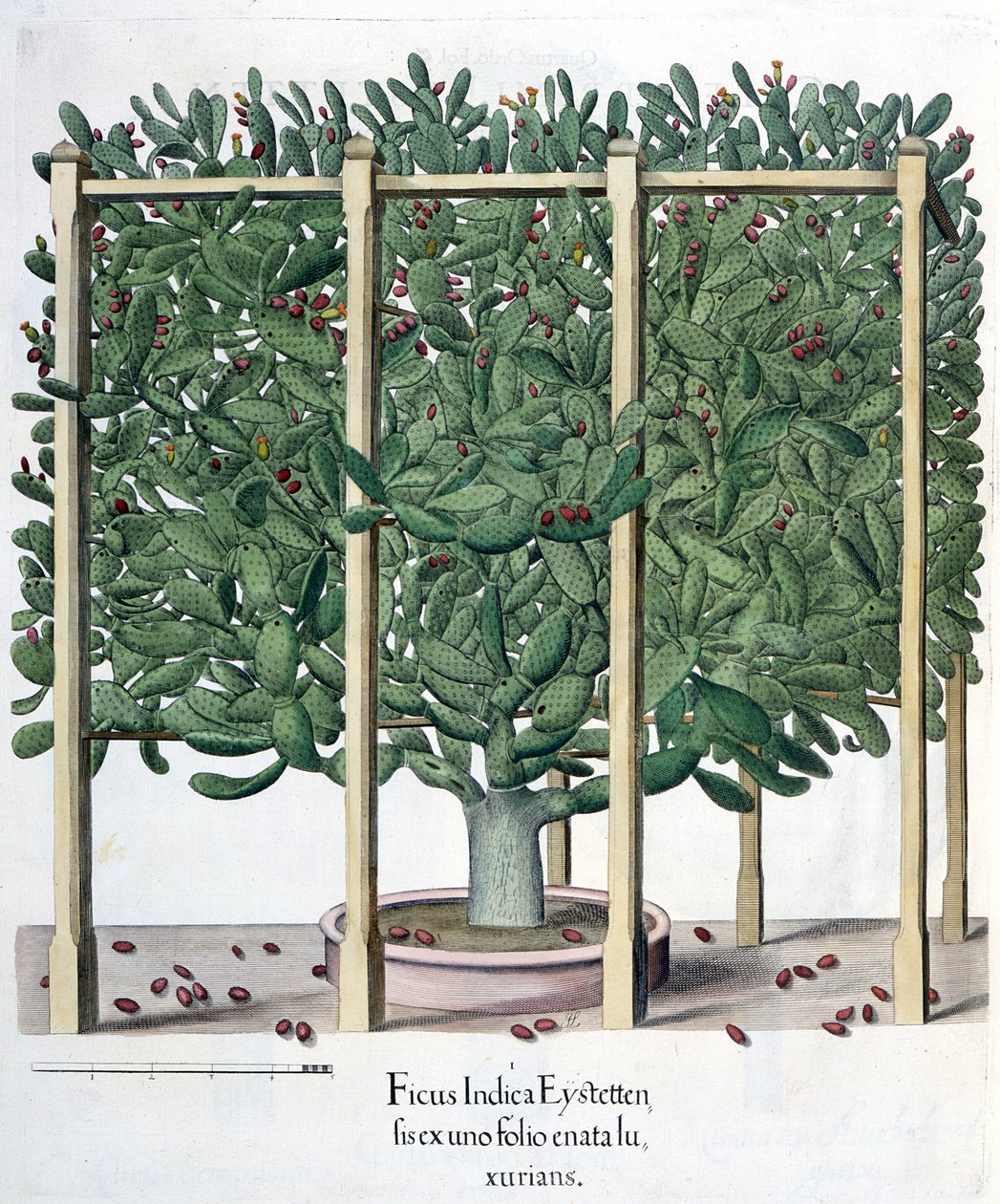 Ficus indica eystettensis, dal Hortus Eystettensis di Basil Besler, pub. 1613 da German School