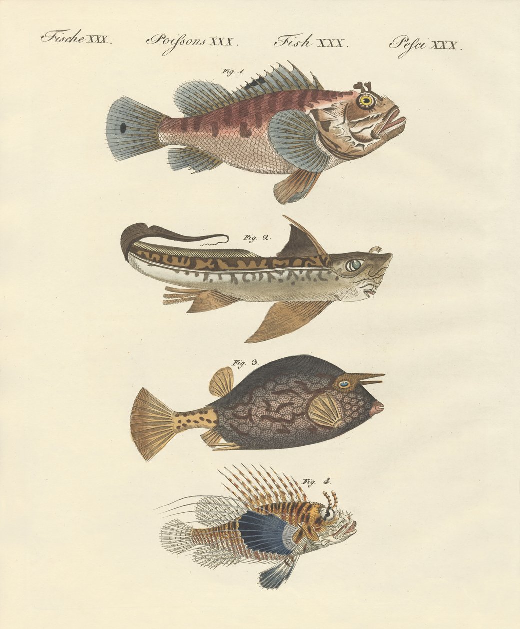Pesce con una forma strana da German School
