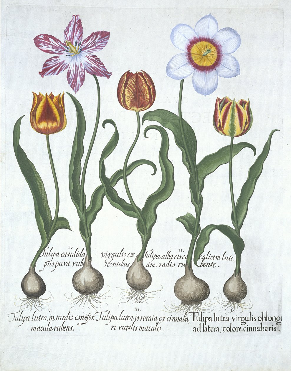 Cinque Tulipani, da Hortus Eystettensis, di Basil Besler (1561-1629) pubblicato nel 1613 da German School