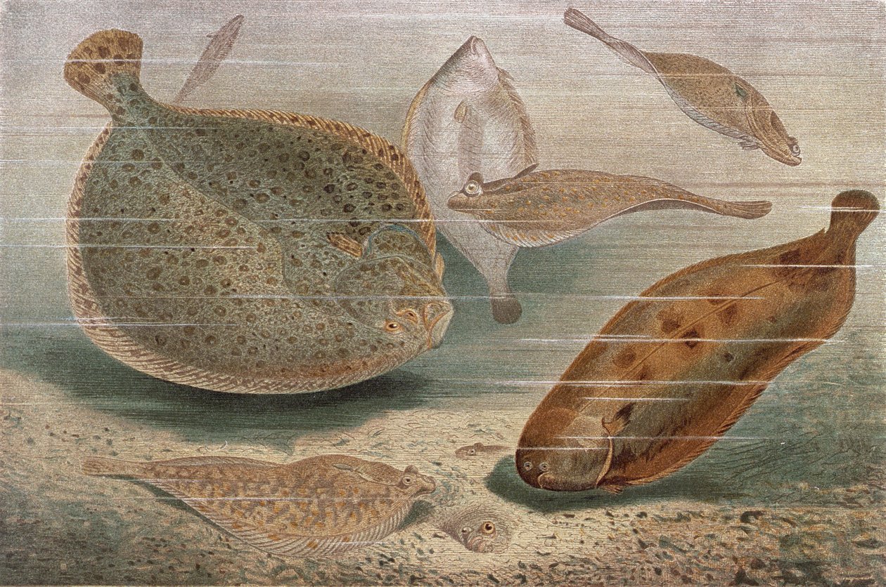 Pesce piatto, tavola da Brehms Tierleben: Allgemeine Kunde des Tierreichs, vol.8, p.224, pubblicato da Bibliographisches Institut da German School
