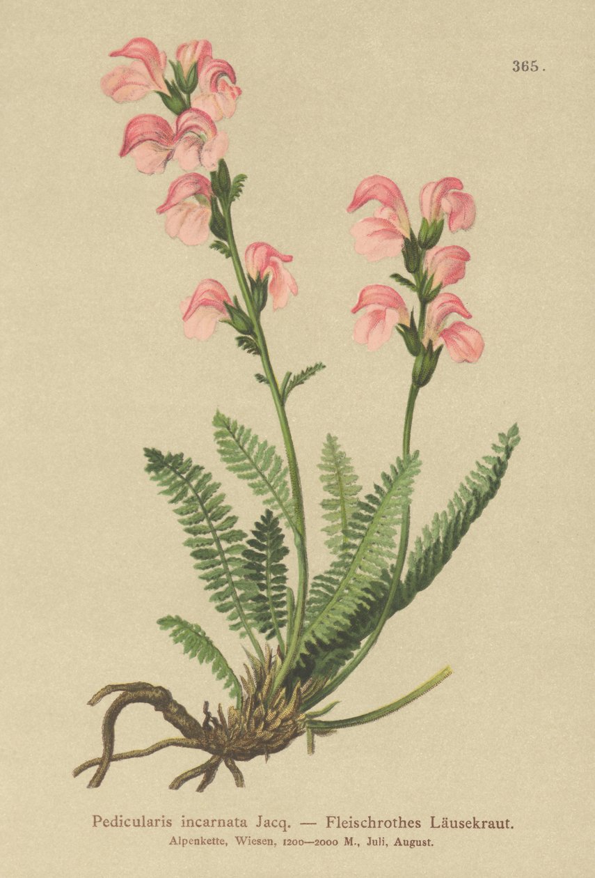 Pedicularis incarnata da German School