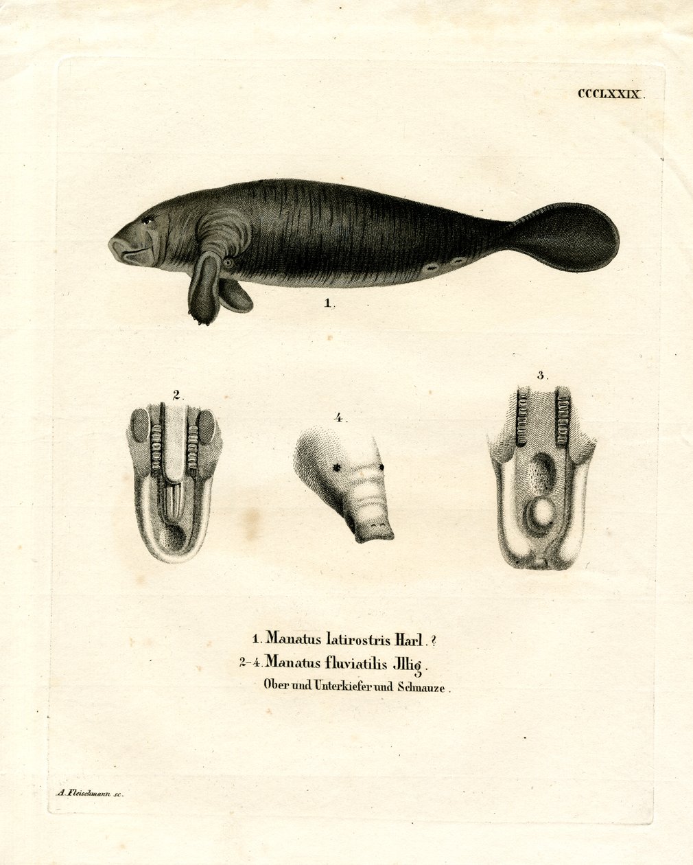 Lamantino della Florida da German School