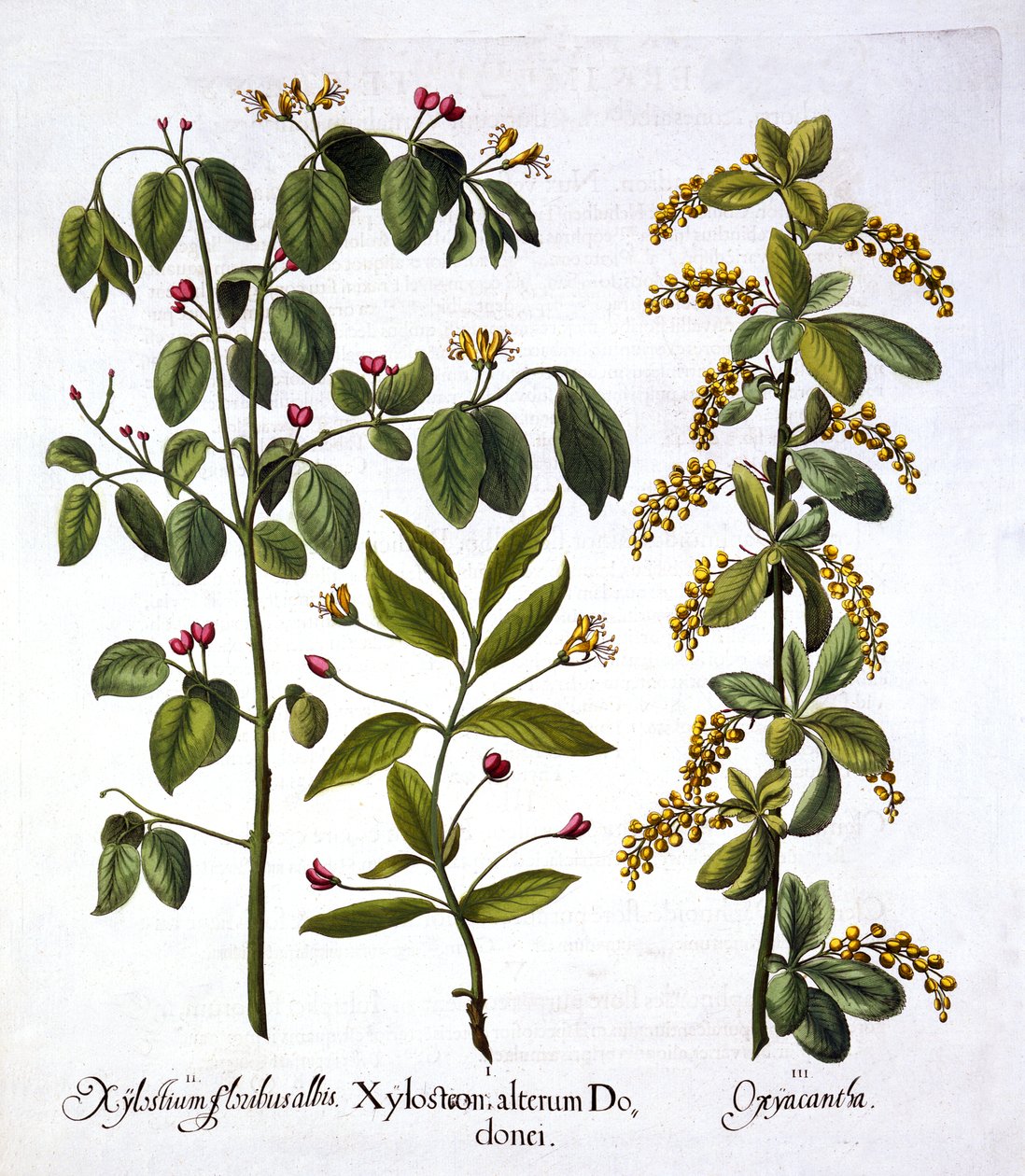 Caprifoglio volante e biancospino, da Hortus Eystettensis, di Basil Besler, pub. 1613 da German School