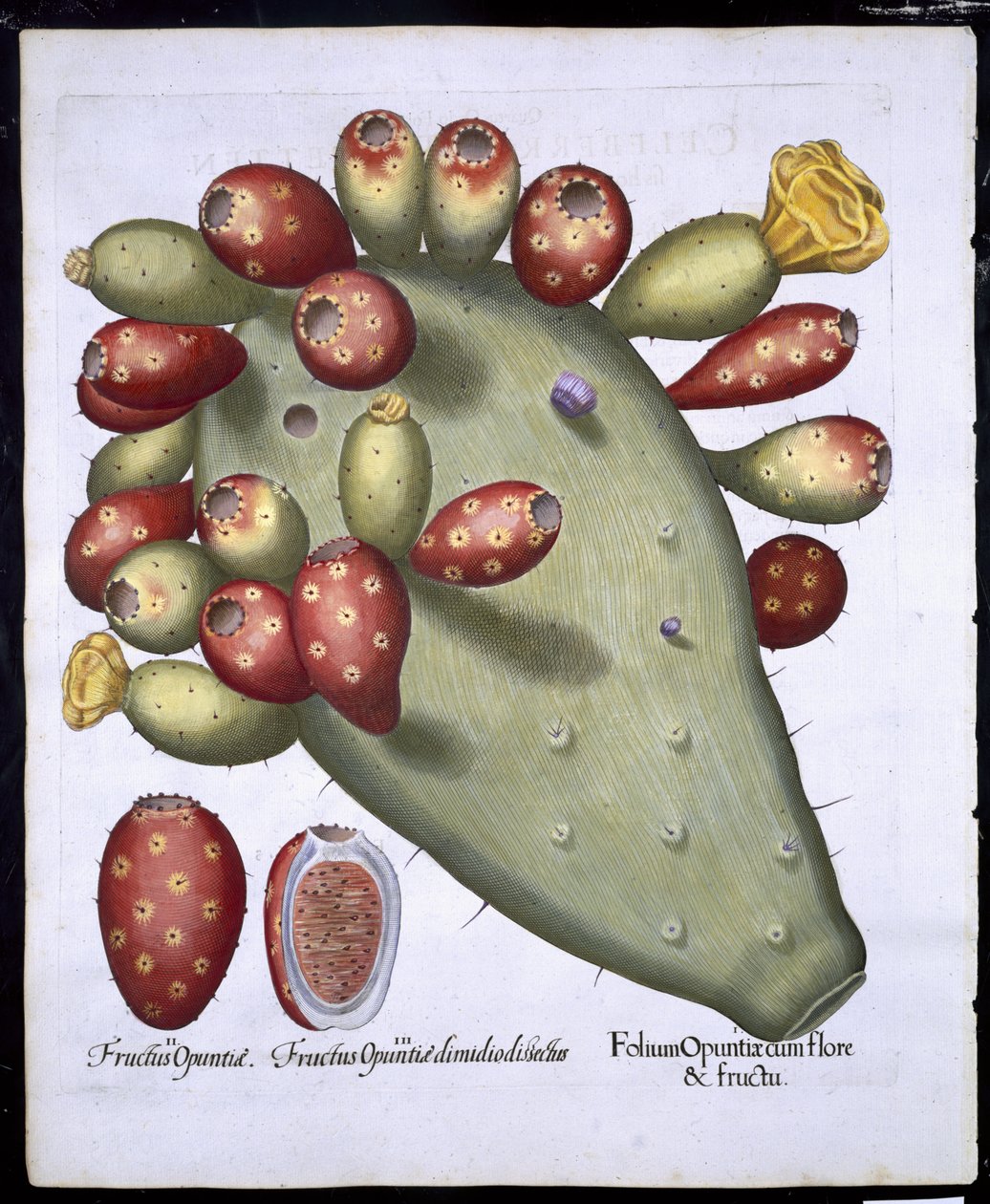 Folium Opuntia da Hortus Eystettensis di Basil Besler (1561-1629) pubblicato nel 1613 da German School