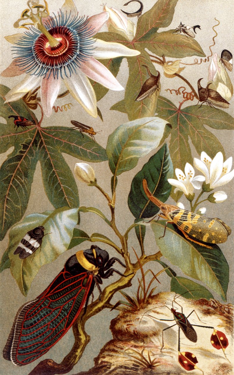 Cicale straniere, tavola da Brehms Tierleben: Allgemeine Kunde des Tierreichs, vol.9, p.637, pubblicato da Bibliographisches Institut da German School