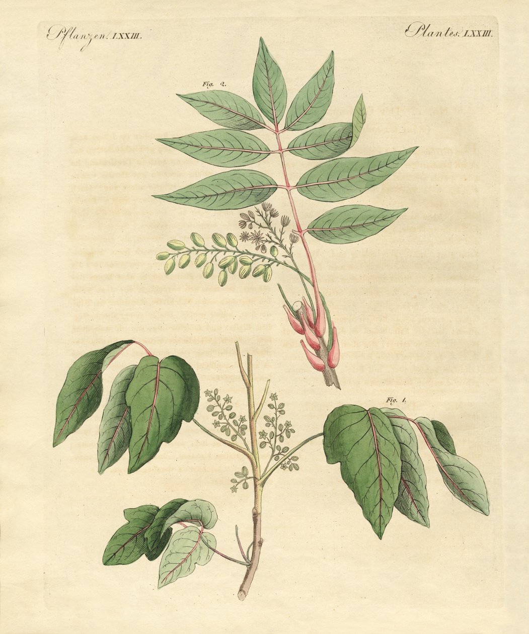 Piante velenose straniere da German School